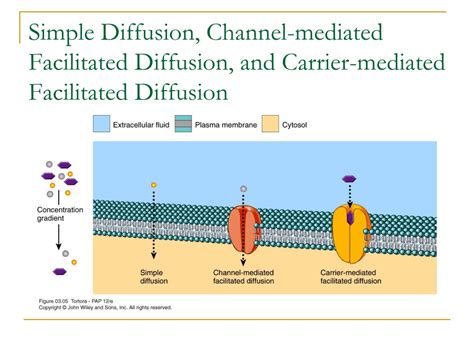 chanel diffusion|facilitated diffusion channel vs carrier.